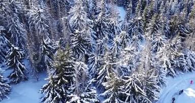 飞过<strong>雪原</strong>。 森林覆盖着雪。
